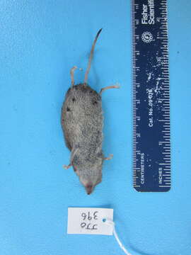 Image of Sorex cinereus cinereus Kerr 1792