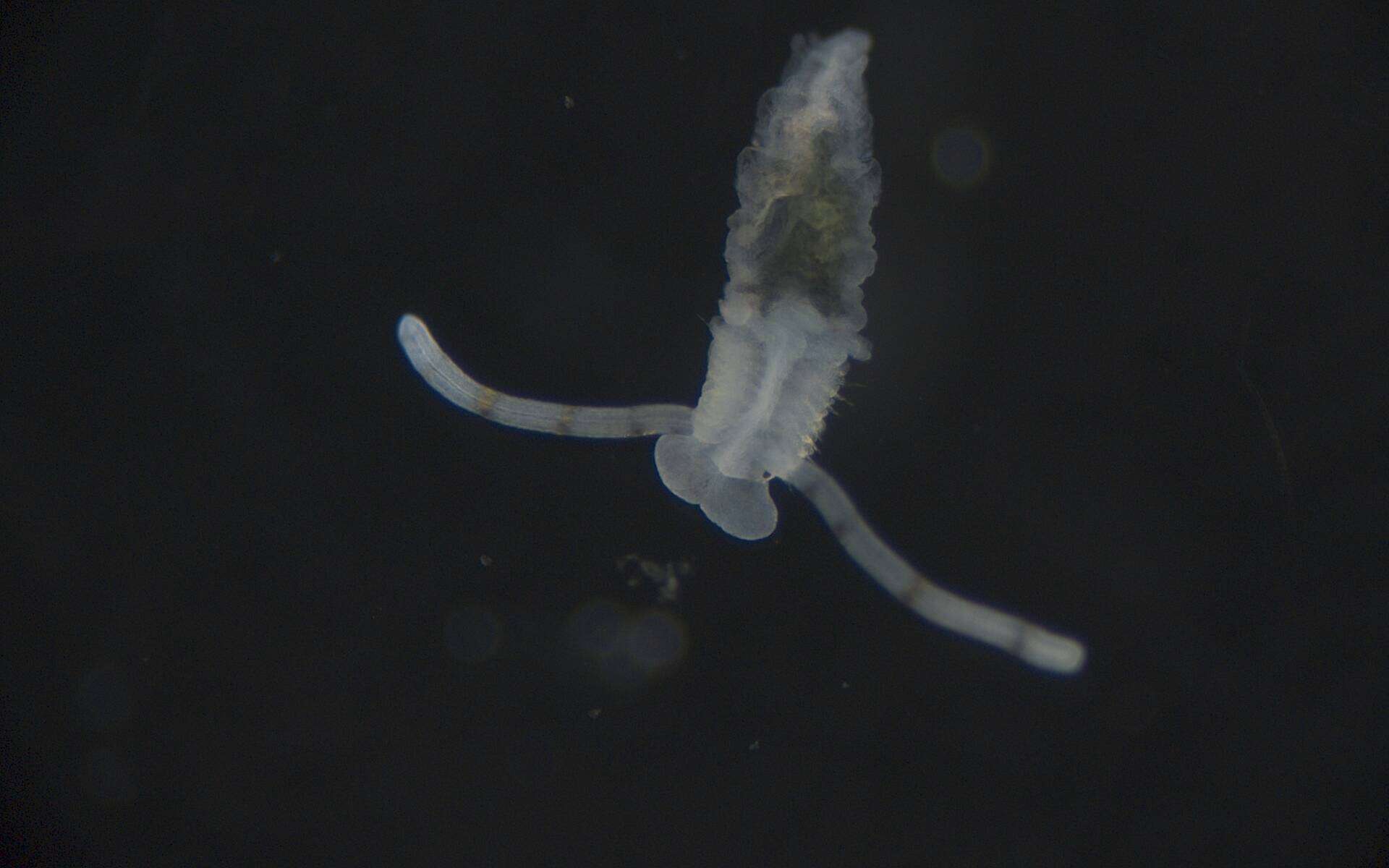 Image of Chaetopteridae