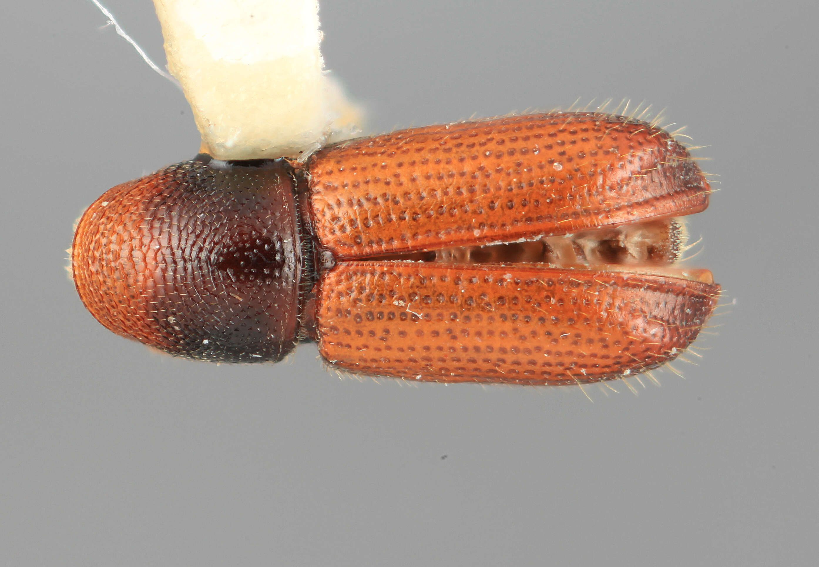 Plancia ëd Araptus frontalis Wood 1974