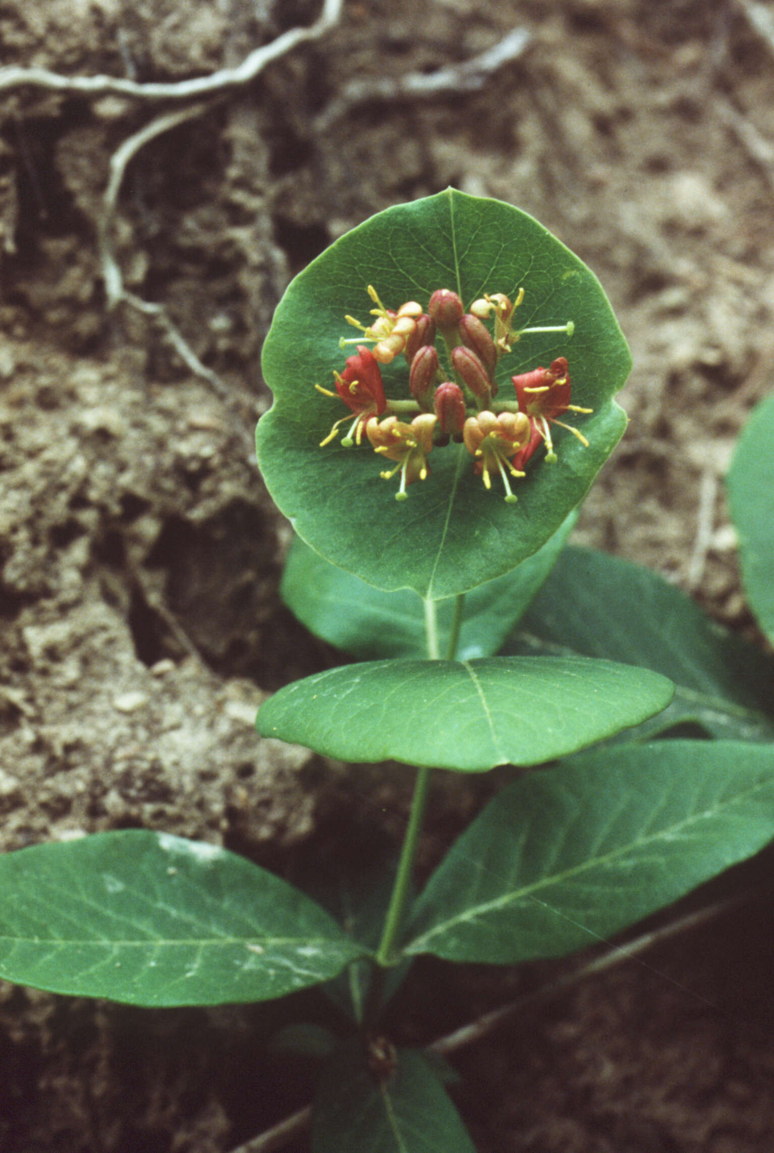 Image of trumpet honeysuckle