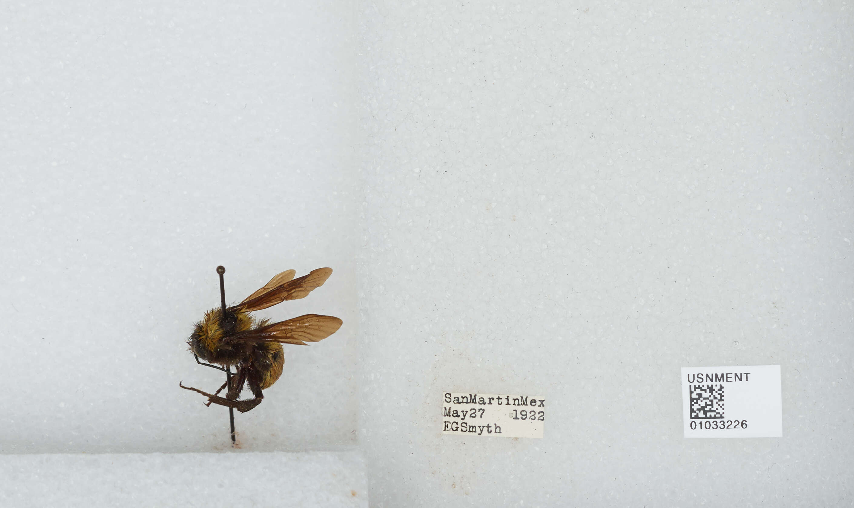 Слика од Bombus sonorus Say 1837