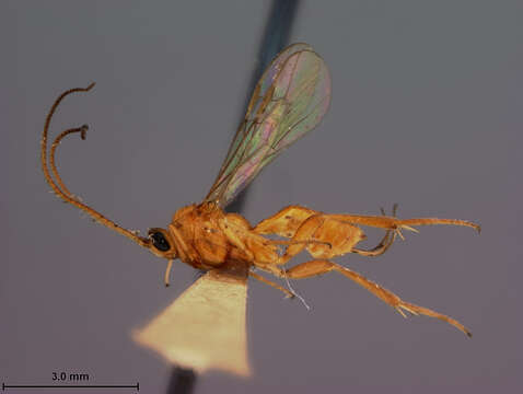 Image of Stantonia carpocapsae Muesebeck 1938