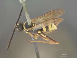 Image of Ceropales maculata fraterna Smith 1855