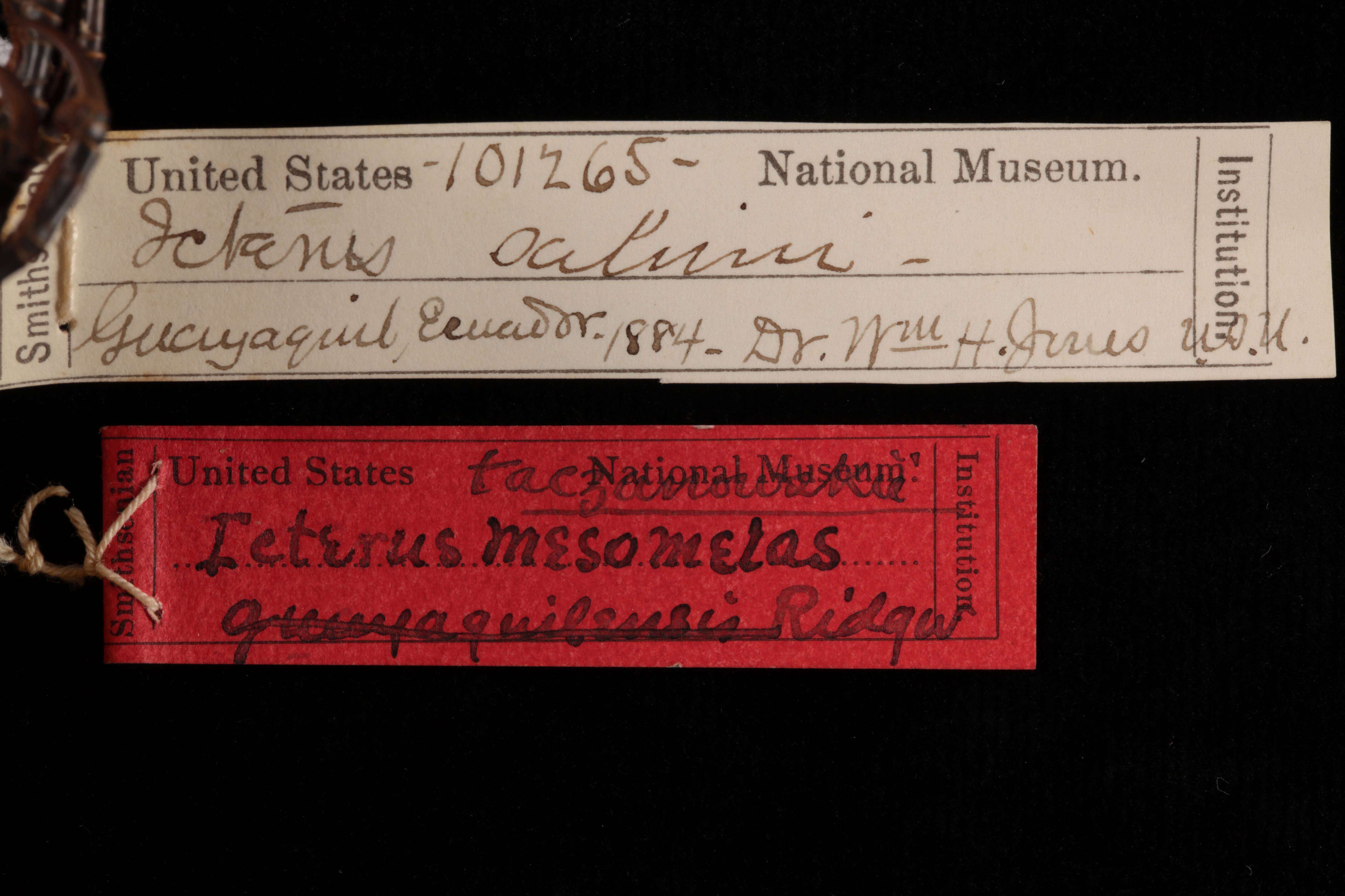 Image of Icterus mesomelas taczanowskii Ridgway 1901