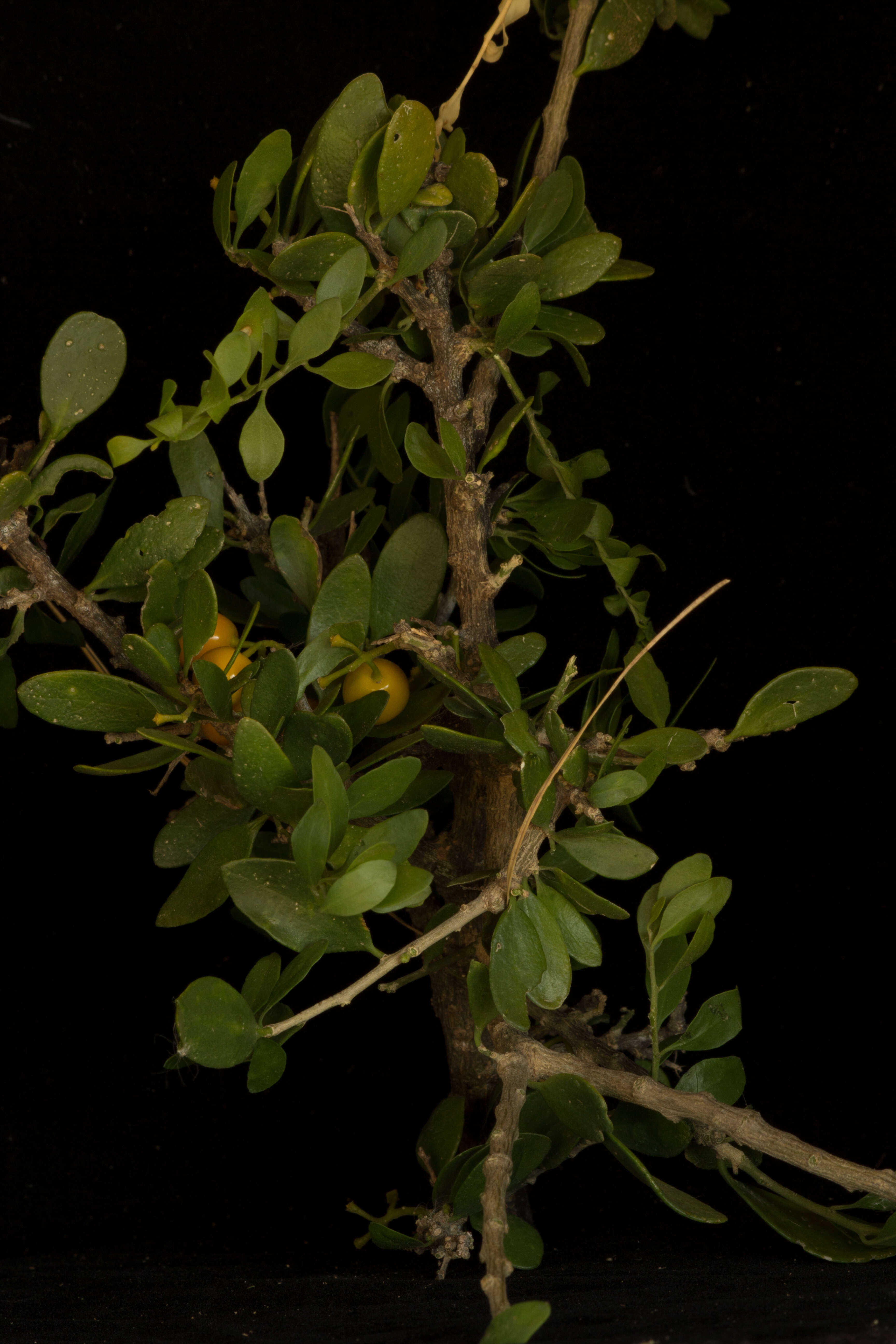 Image of Agonandra obtusifolia Standl.