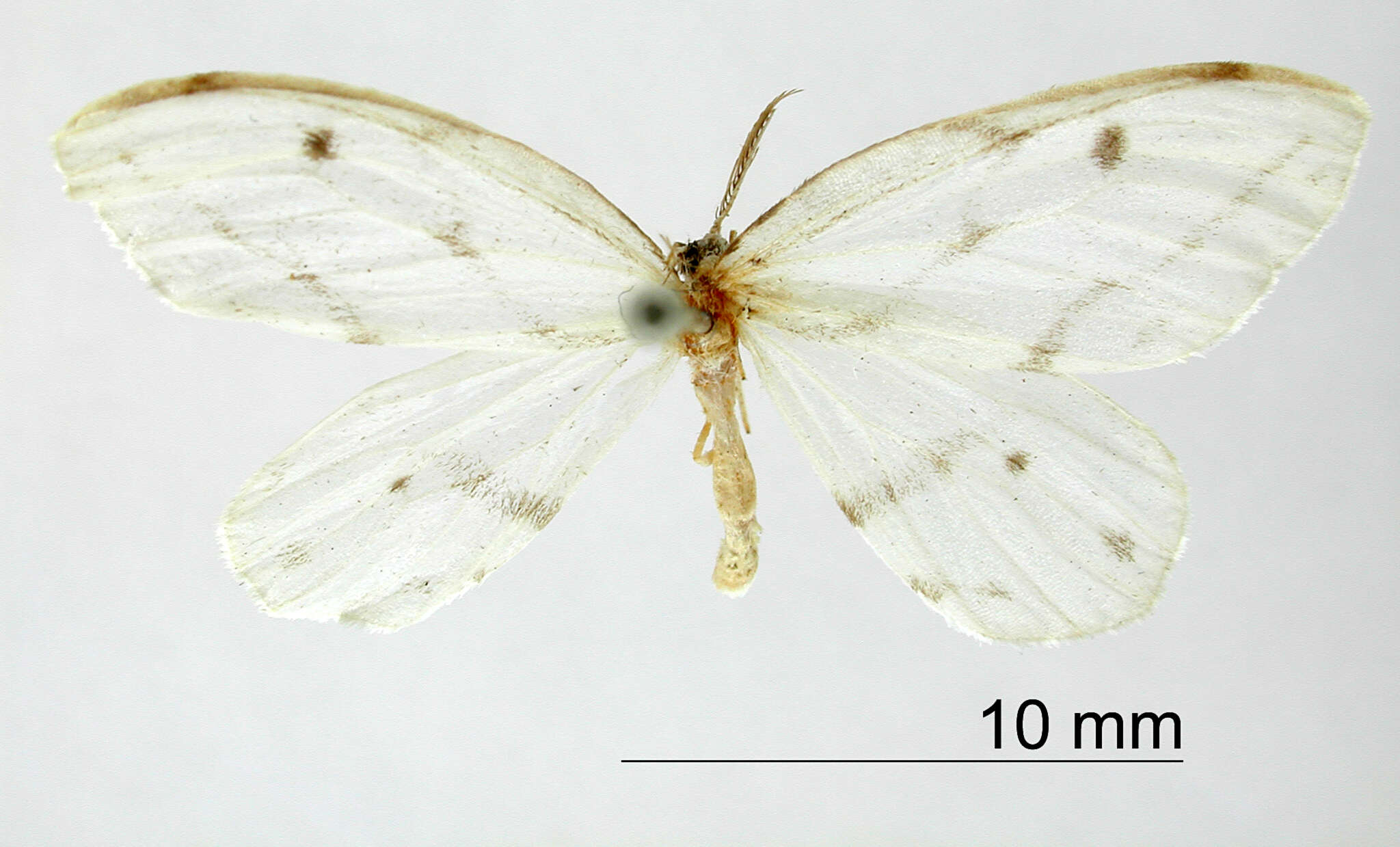 Слика од Leucula cachiaria Schaus 1912