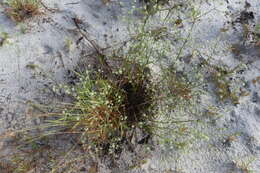 Eryngium cuneifolium Small resmi