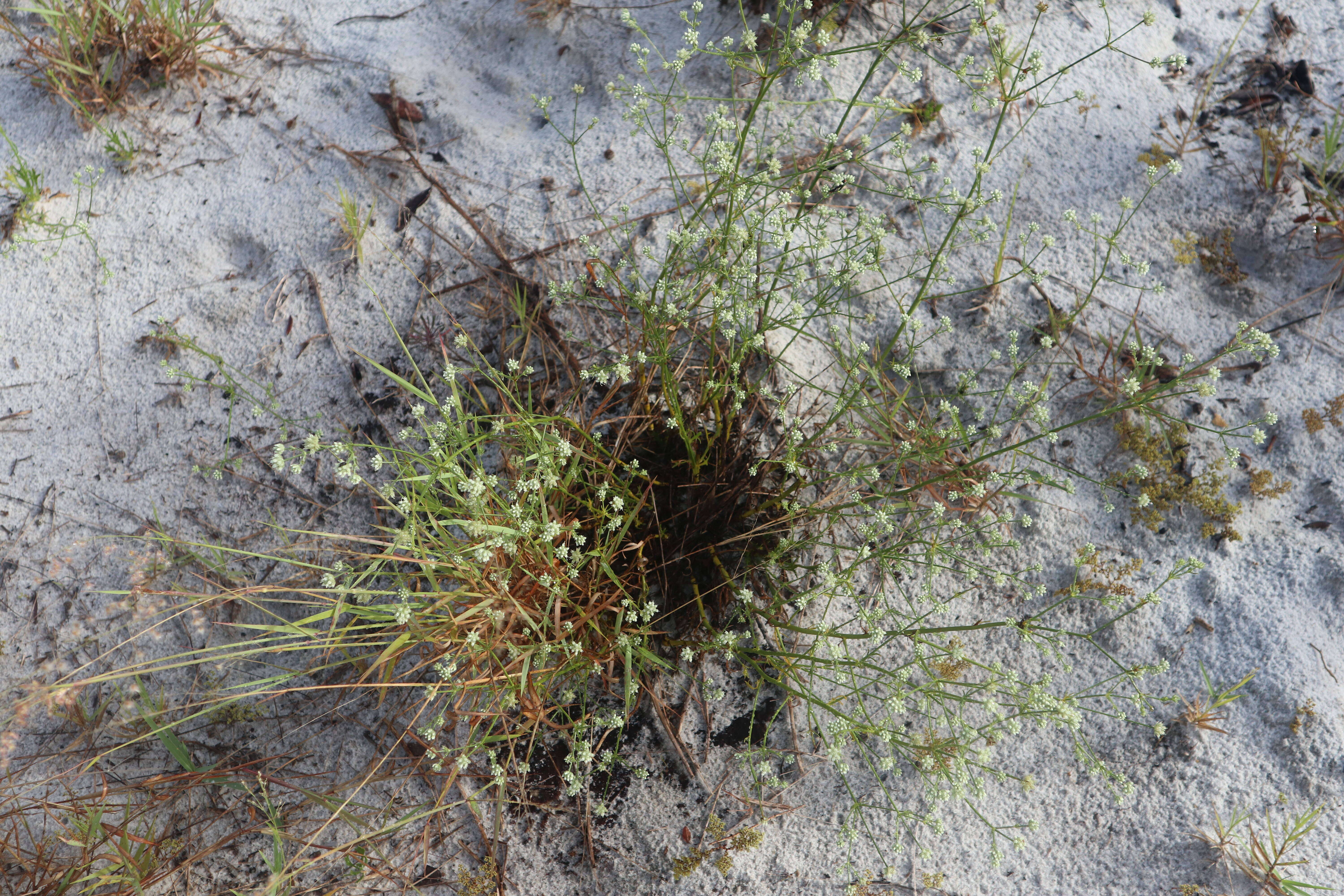 Image of wedgeleaf eryngo