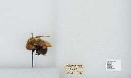 Слика од Bombus perplexus Cresson 1864