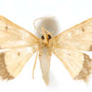 Image of Ptychopoda finita Warren