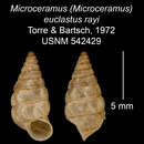 Imagem de Microceramus (Microceramus) euclastus rayi Torre & Bartsch