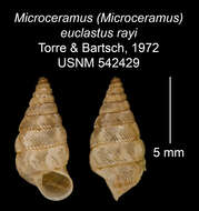 Imagem de Microceramus (Microceramus) euclastus rayi Torre & Bartsch