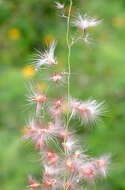 Image of Creeping Molasses Grass