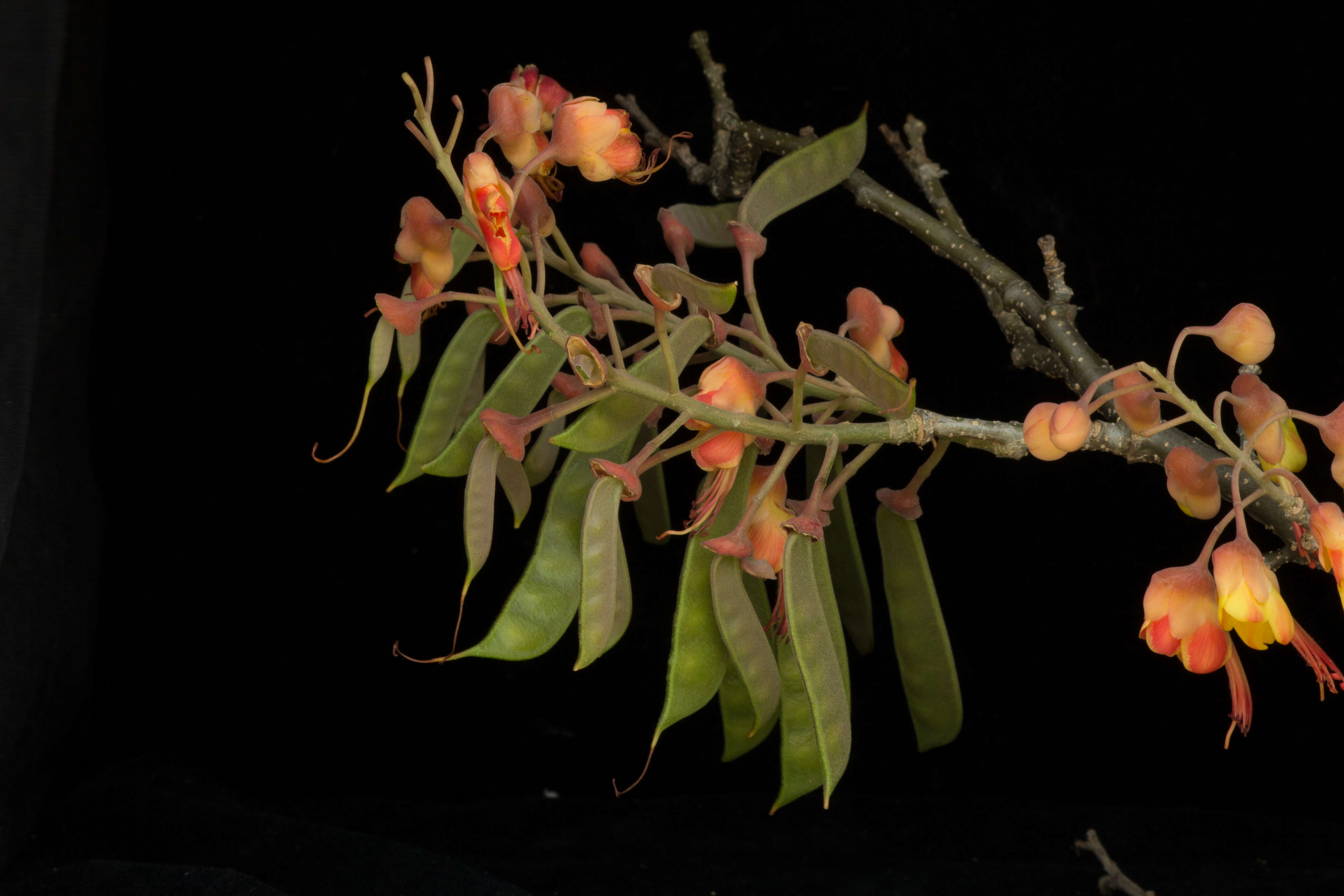 Image of Caesalpinia exostemma DC.