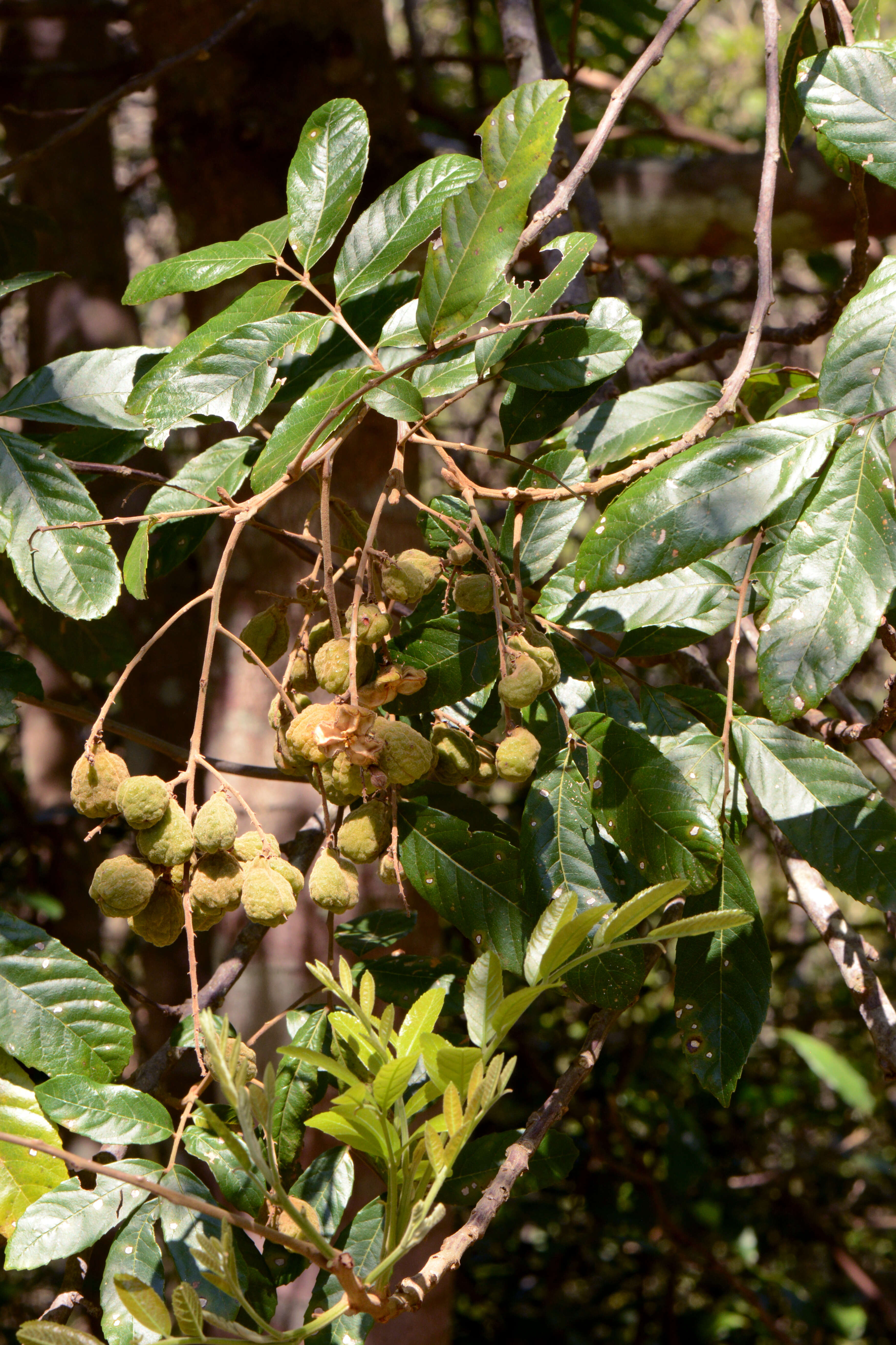 Image of Cupania vernalis Cambess.