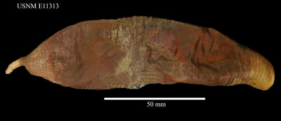 Plancia ëd Molpadia musculus Risso 1826