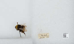 Image of White-tailed bumblebee