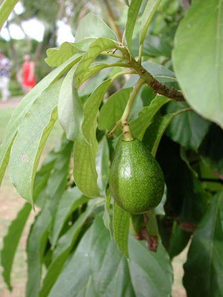 Sivun hedelmäavokado kuva
