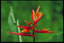 Image of Heliconia hirsuta L. fil.