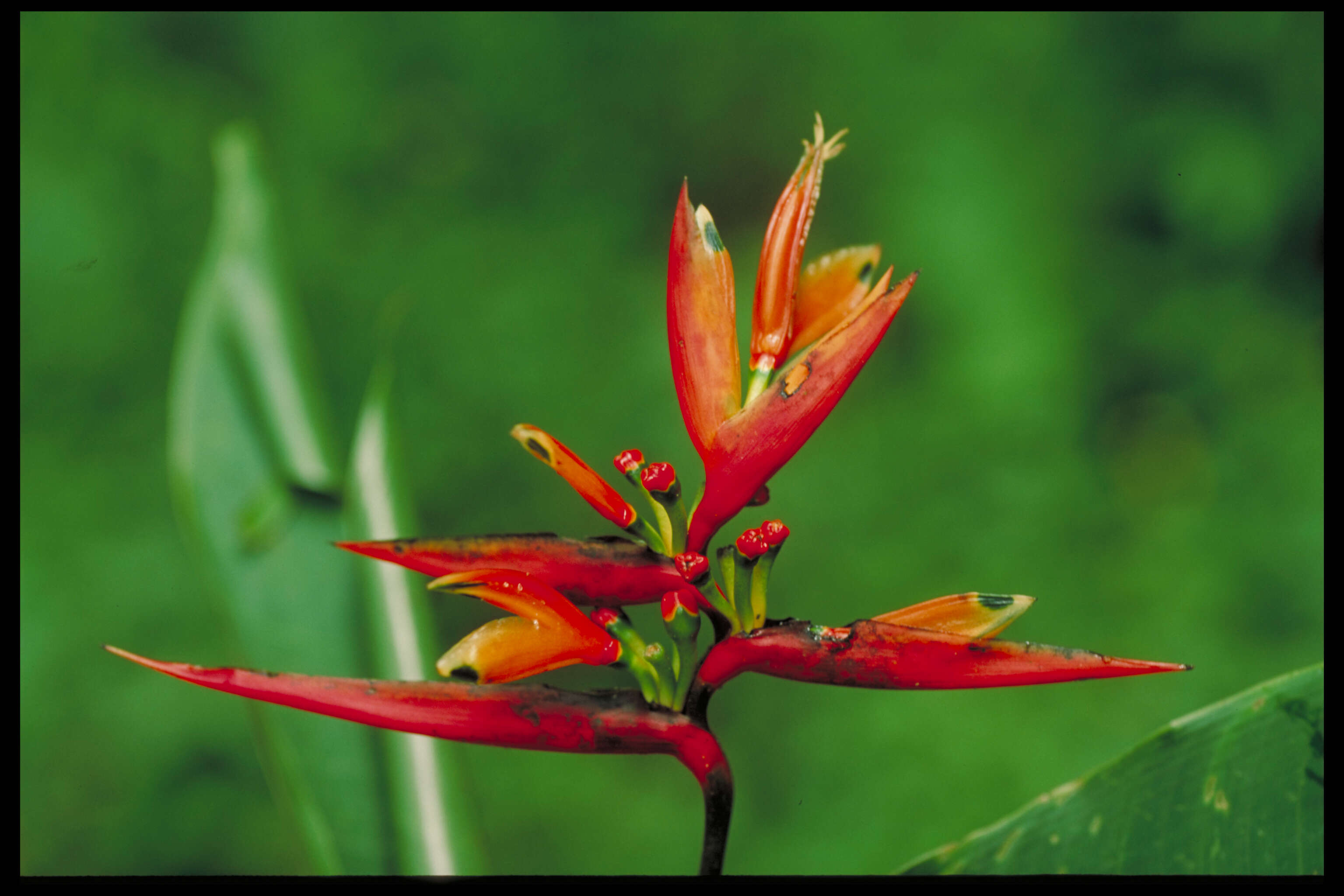 Image of Heliconia hirsuta L. fil.
