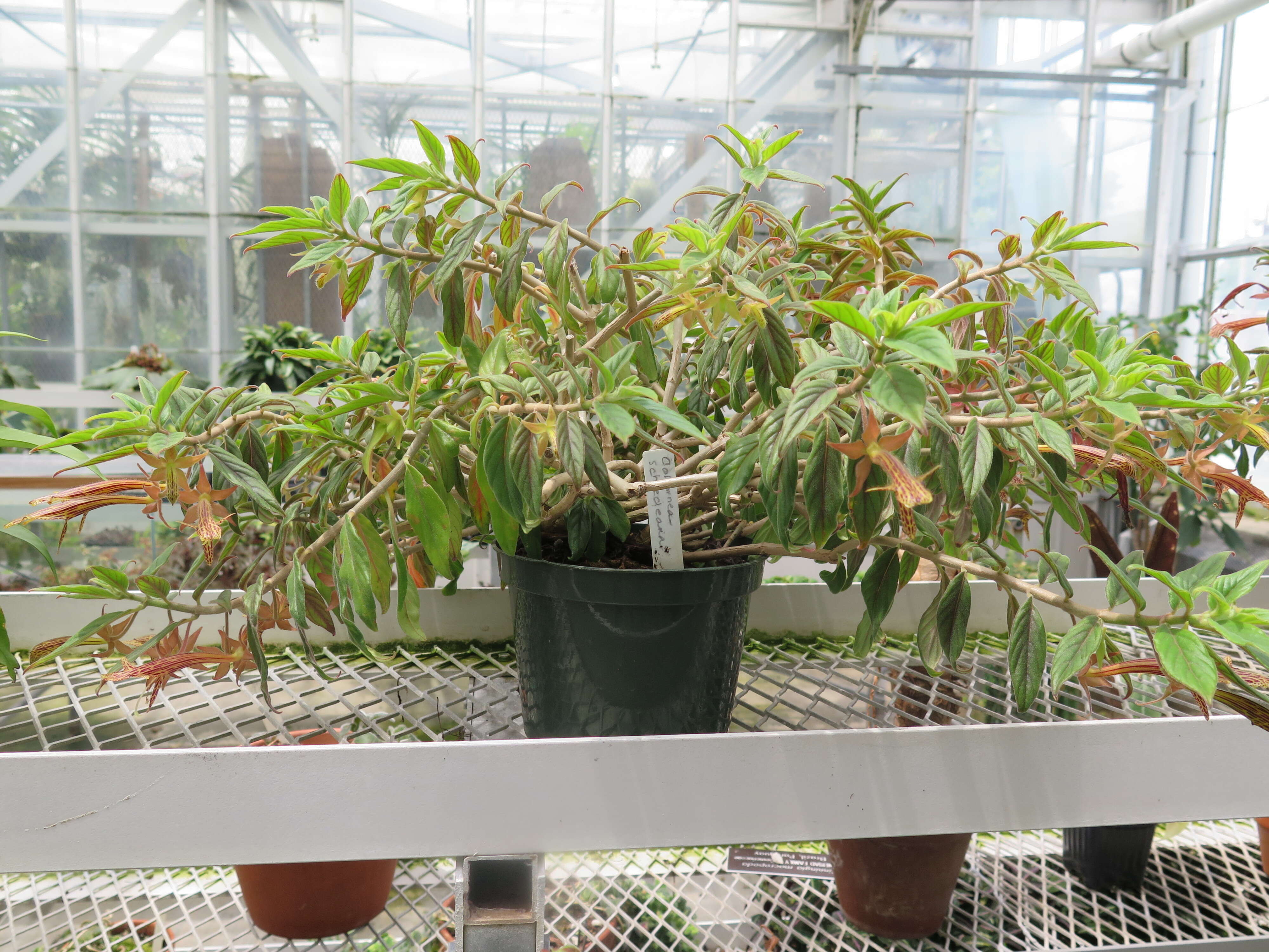 Image of Columnea schiedeana Schltdl.