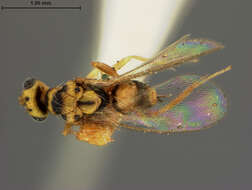 Image of Euplectromorpha nigromaculatus (Ashmead 1904)