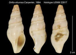 Image of Drillia eburnea Carpenter