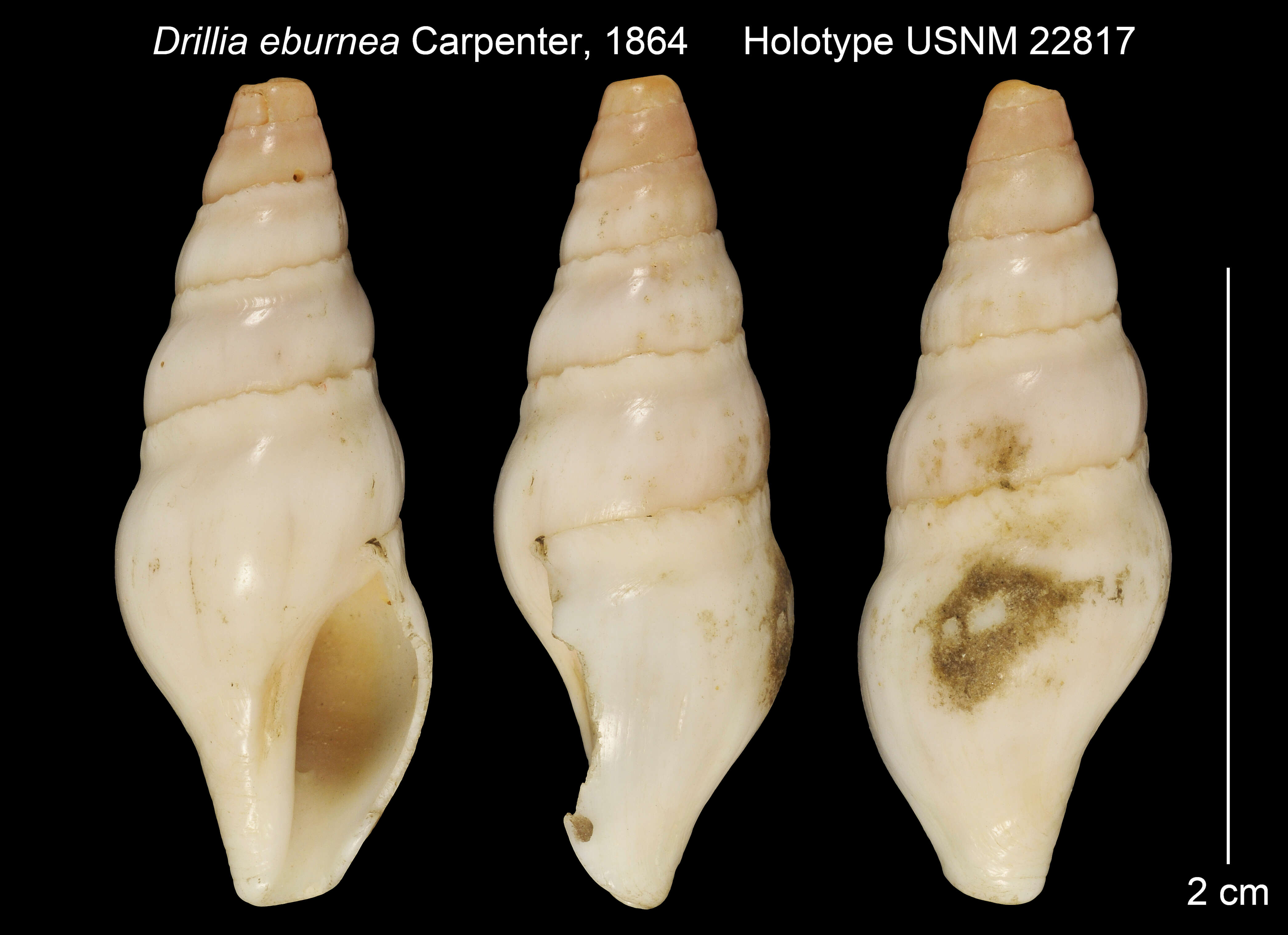 Image of Drillia eburnea Carpenter