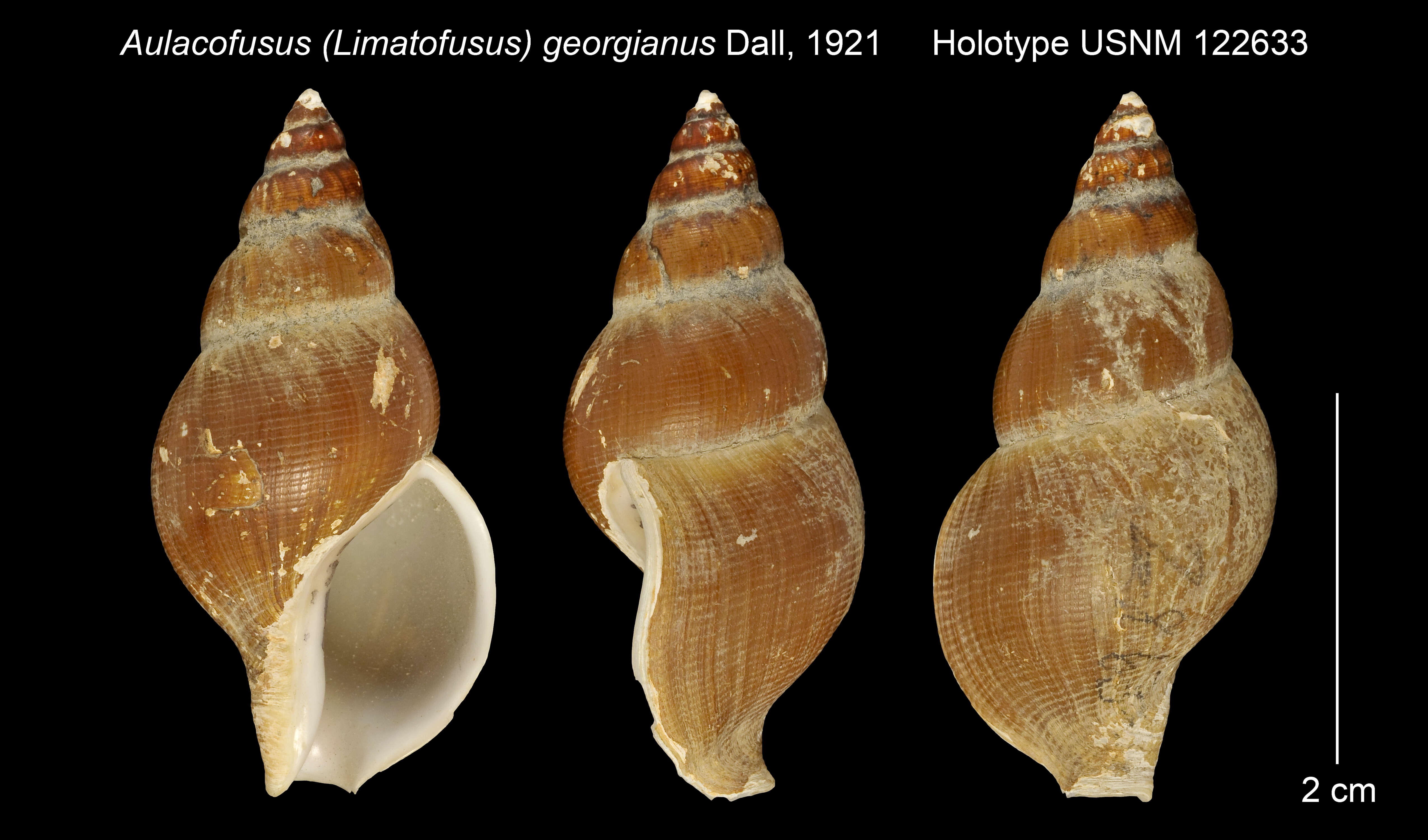 Image of Aulacofusus (Limatofusus) georgianus Dall