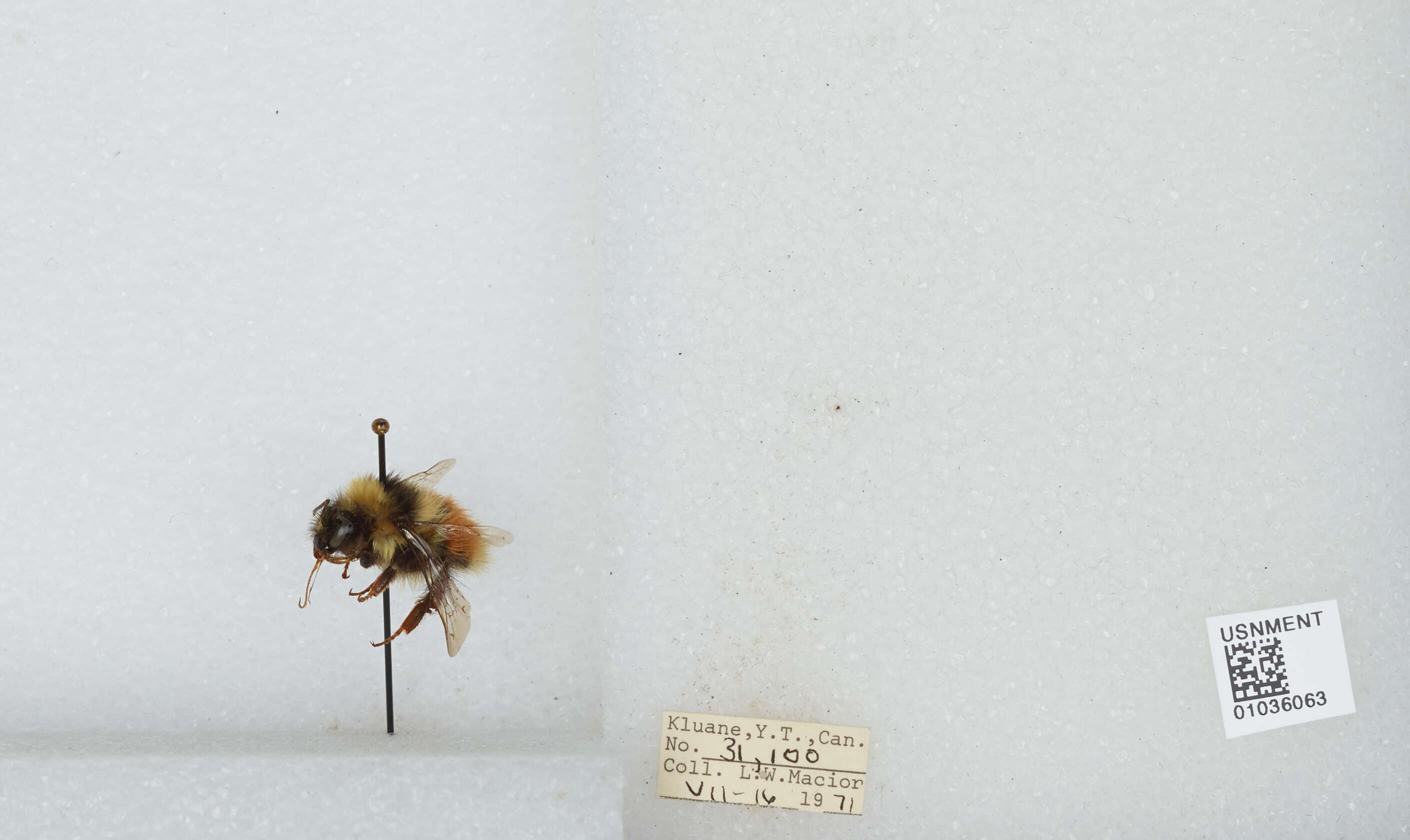 Image de Bombus sylvicola Kirby 1837