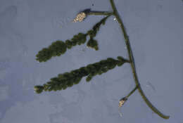 Image of Caulerpa mexicana