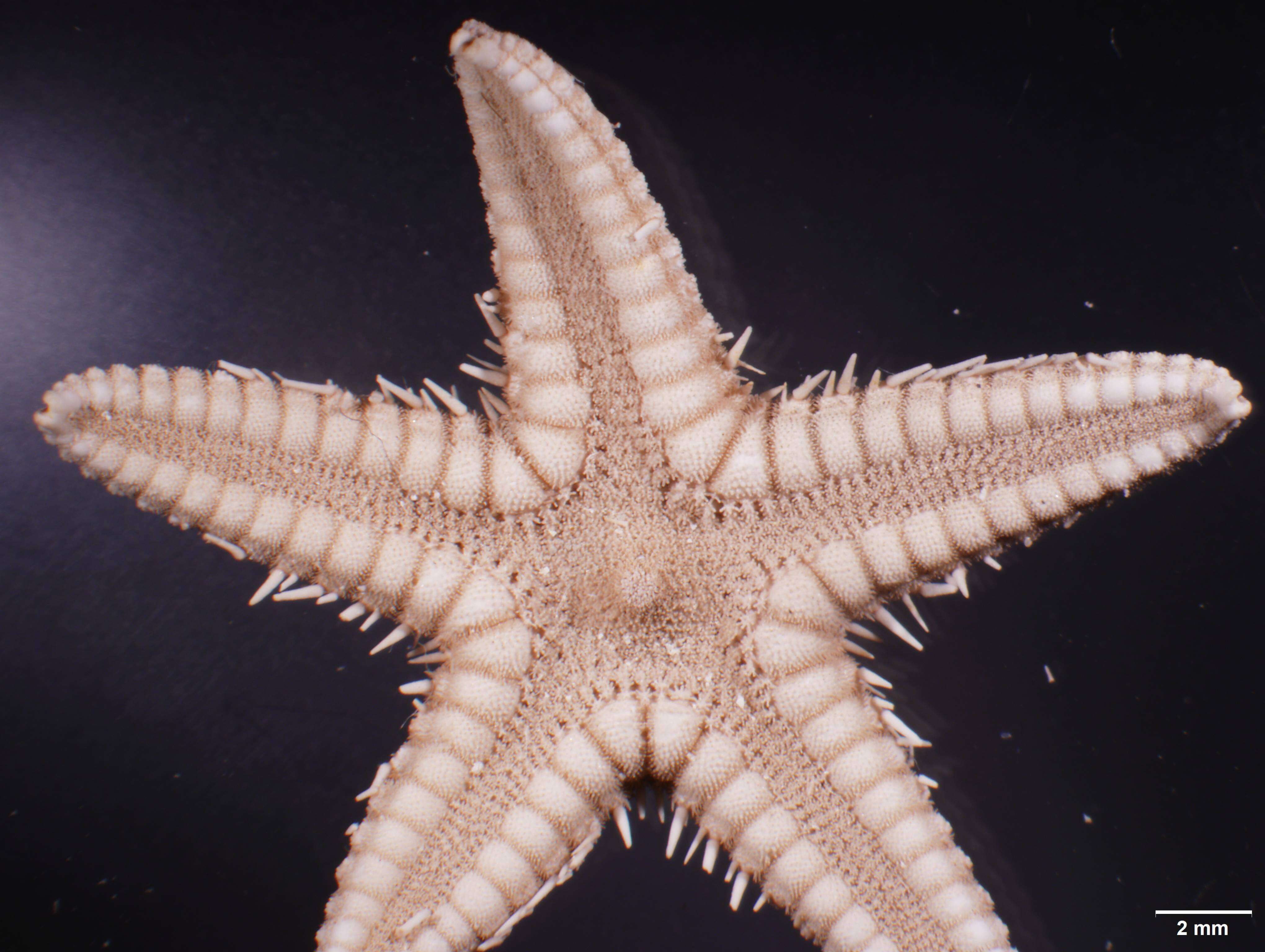 Image of Astropecten cingulatus Sladen 1883