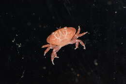 Image of Xanthidae