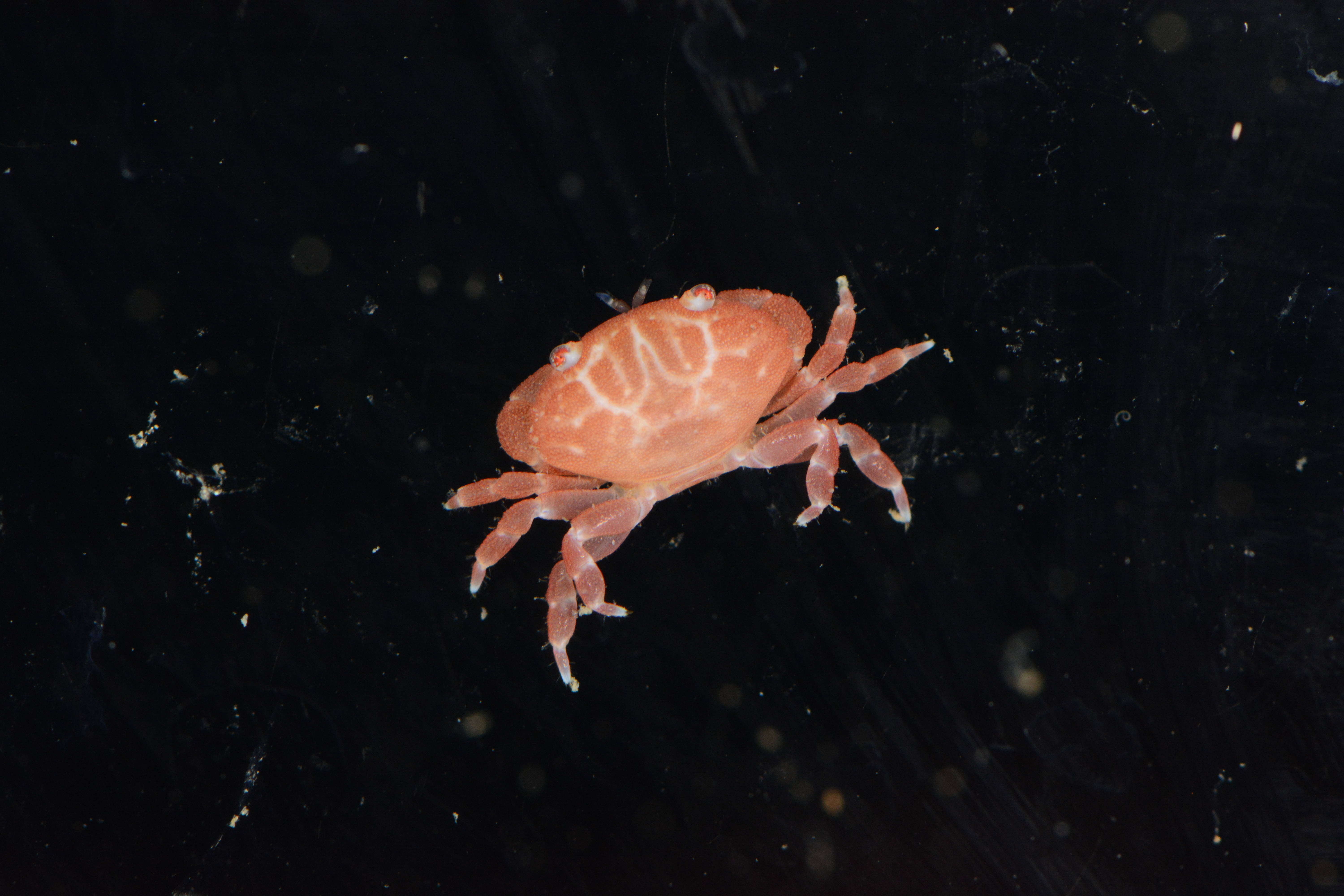 Image of Xanthidae