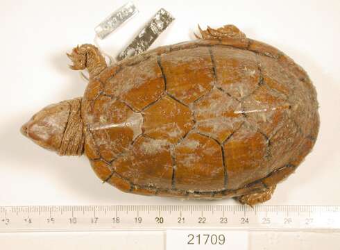 Image of Sonoyta mud turtle