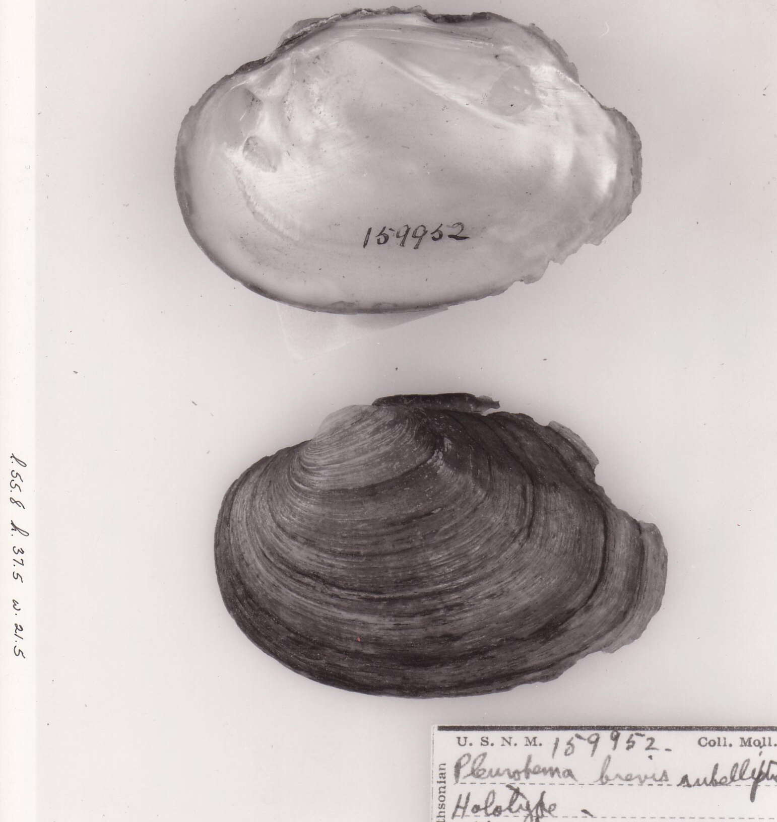 Image of Fusconaia ozarkensis (Call 1887)