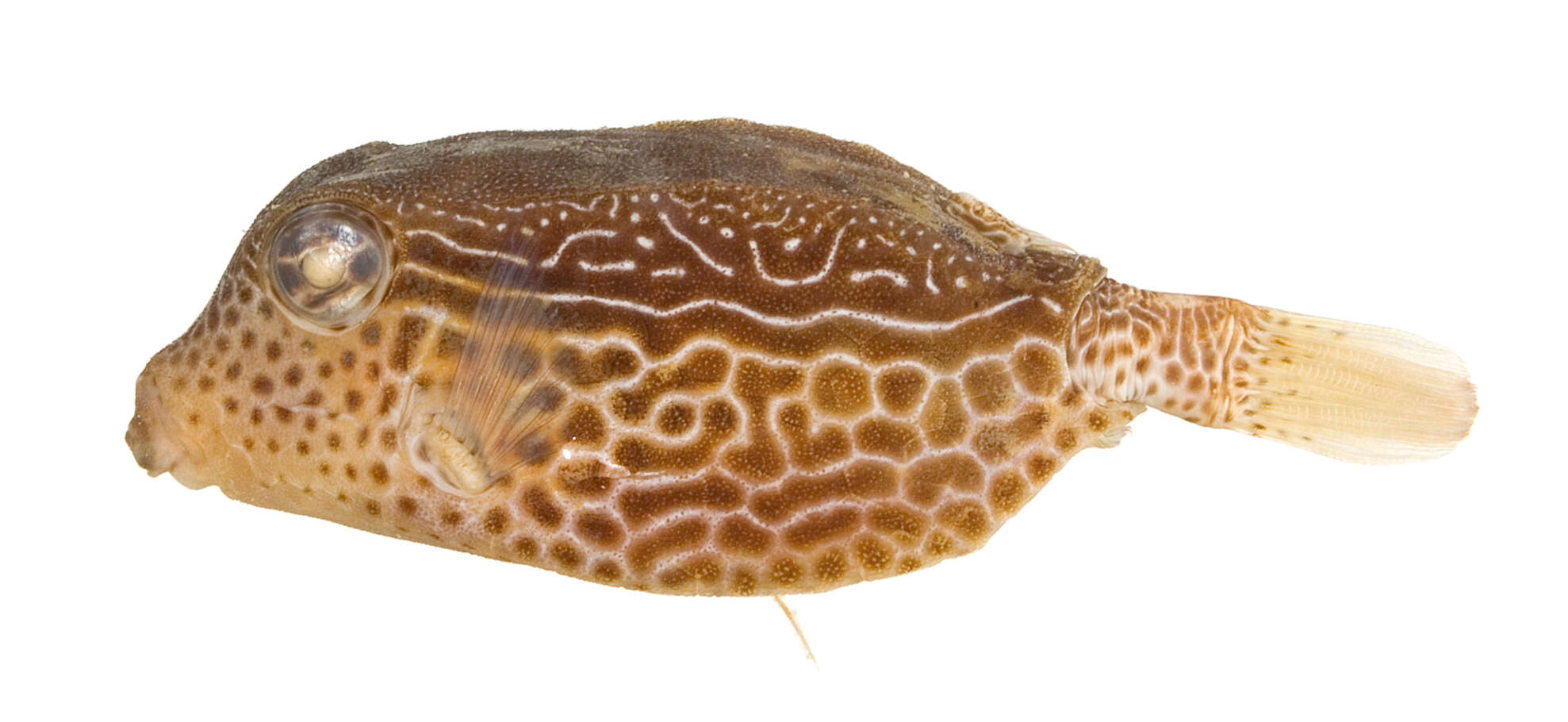 Image of Reticulate boxfish