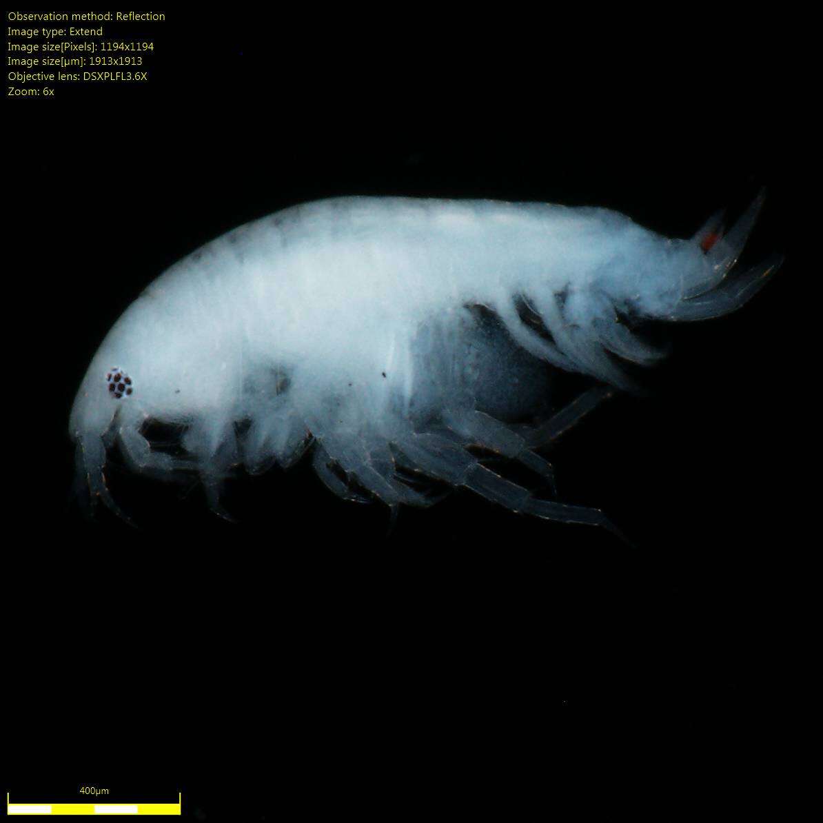 Image of Amphipoda