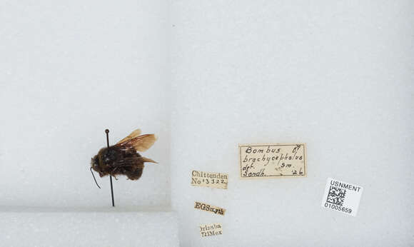 Image of Bombus brasiliensis Lepeletier 1836