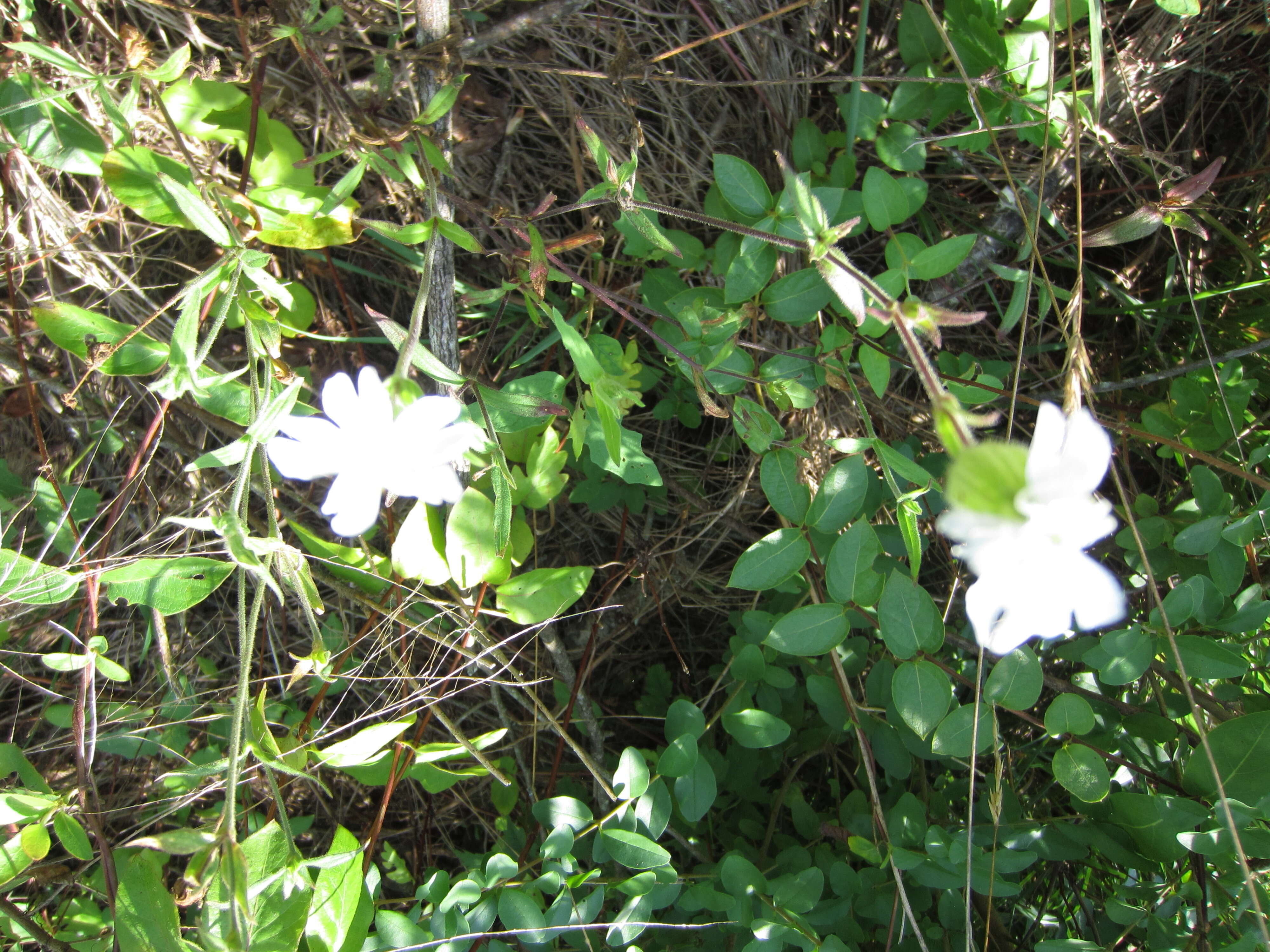 Image of Bladder Campion