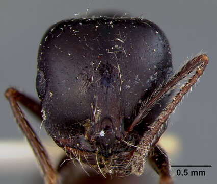 Image of Aphaenogaster Mayr 1853