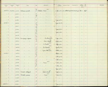 صورة Catamenia inornata minor Berlepsch 1885