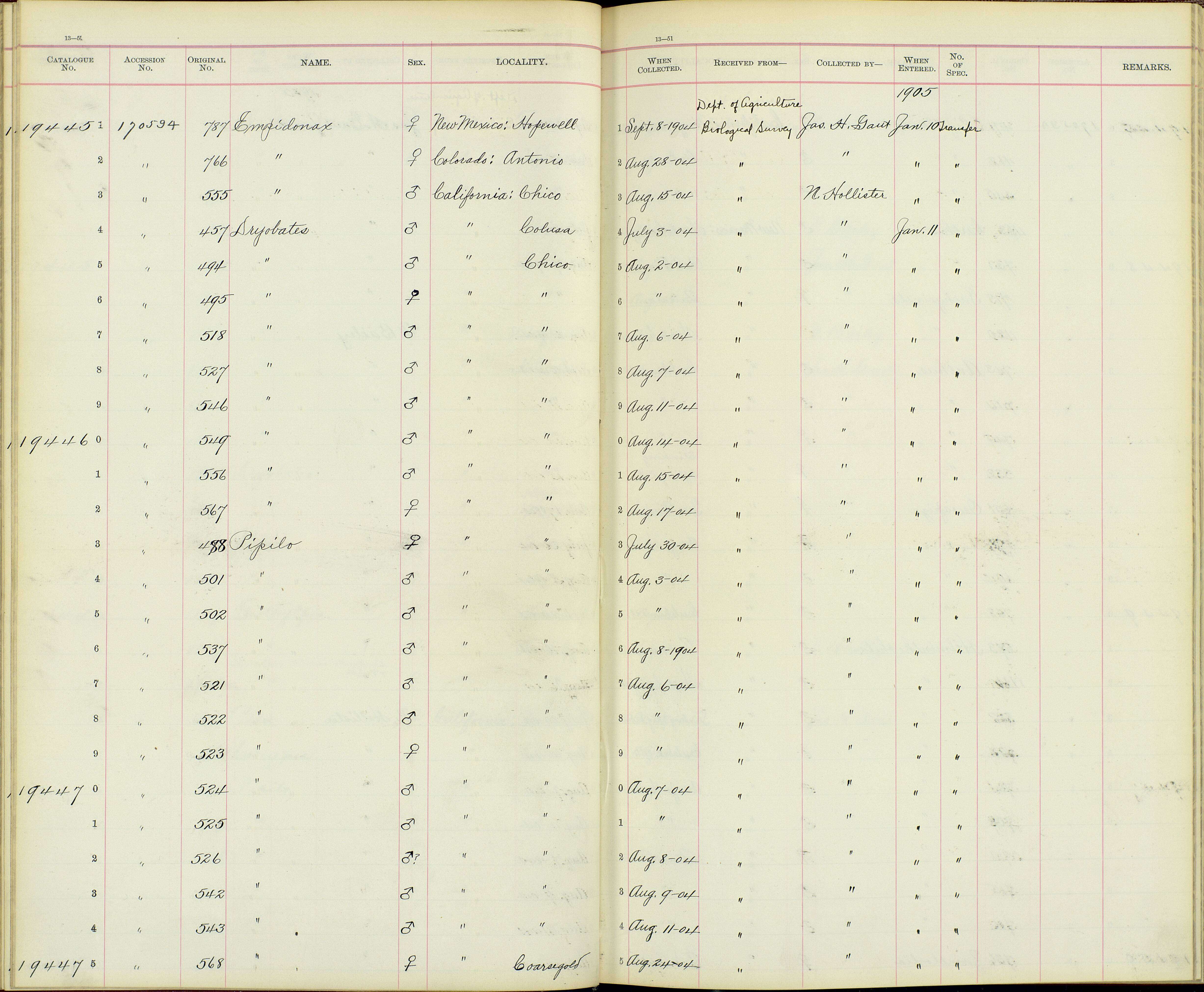 Sivun Picoides nuttallii (Gambel 1843) kuva