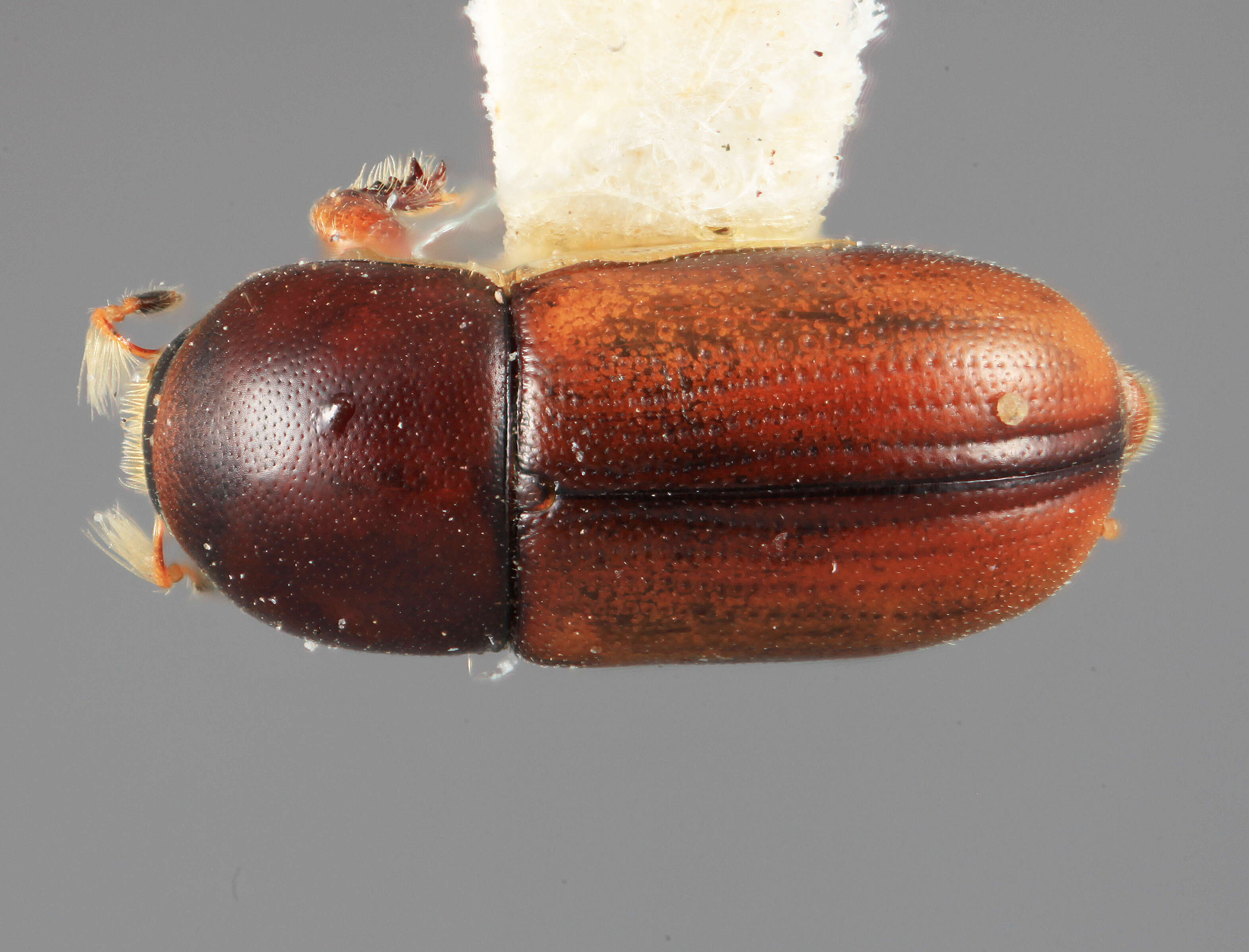 Image of Scolytodes peruana Wood 2007