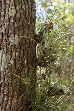 Слика од Tillandsia setacea Sw.