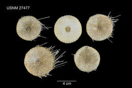 Image of Chaetodiadema pallidum A. Agassiz & H. L. Clark 1907