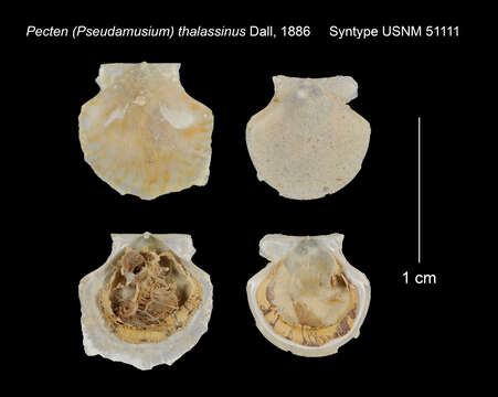 Image of Cyclopecten thalassinus (Dall 1886)