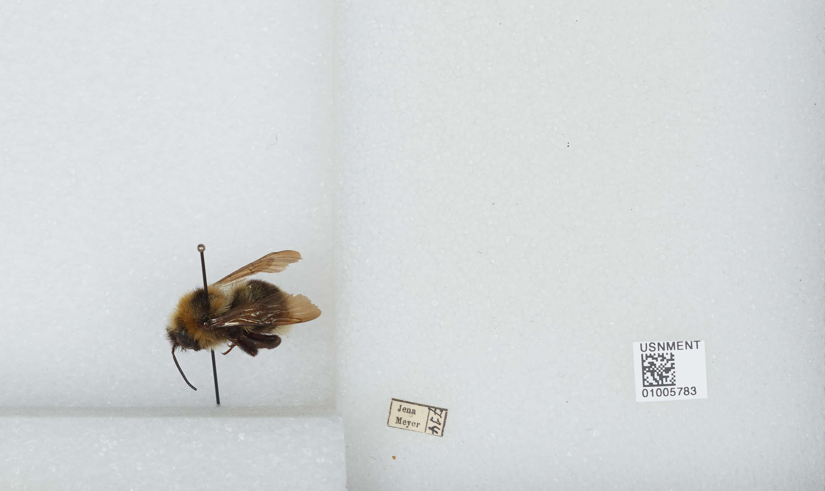 Image of Bombus barbutellus (Kirby 1802)