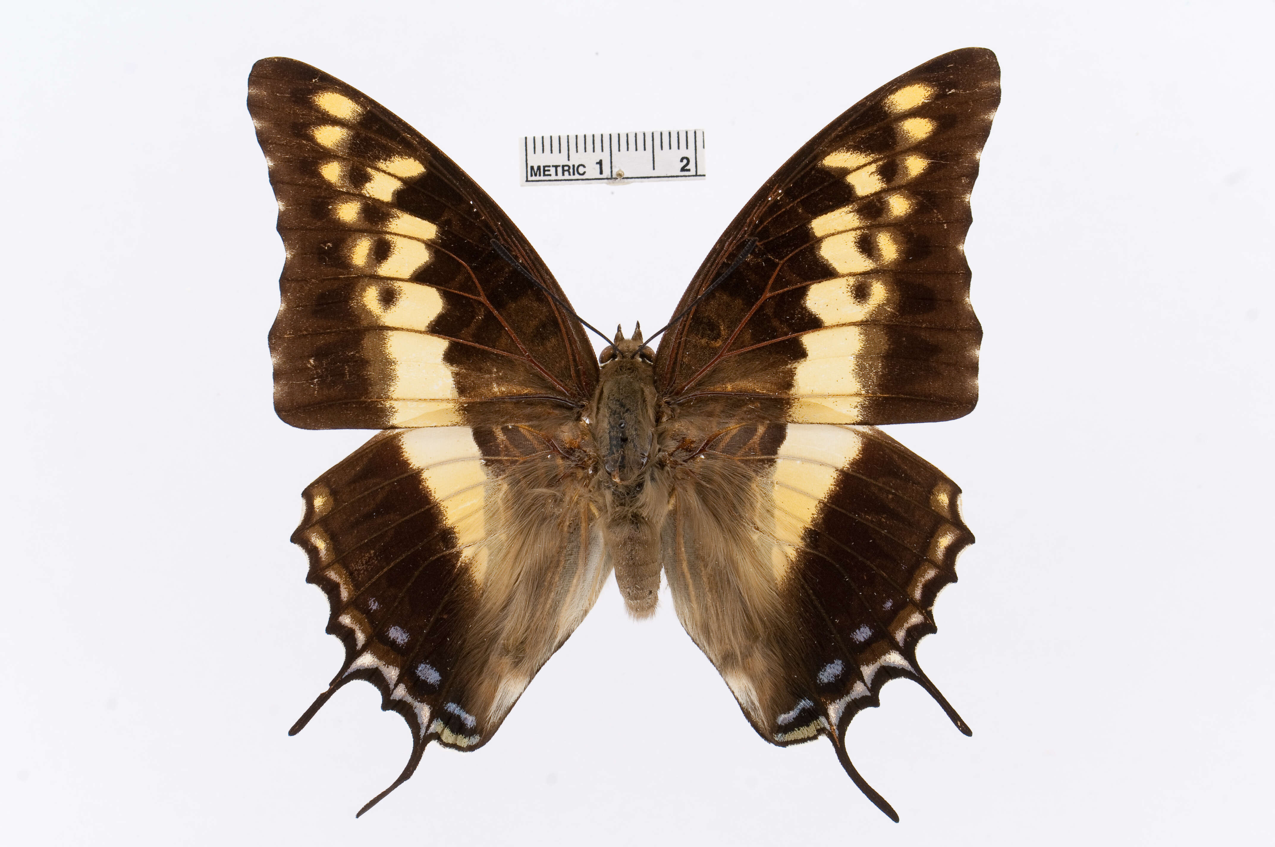 Image of Charaxes castor