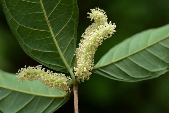 Image of white ramoon